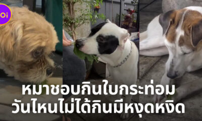 หมากินใบกระท่อม