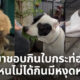 หมากินใบกระท่อม