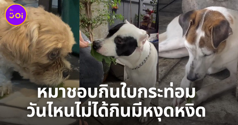 หมากินใบกระท่อม
