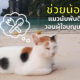แมวติดเกาะพีพี
