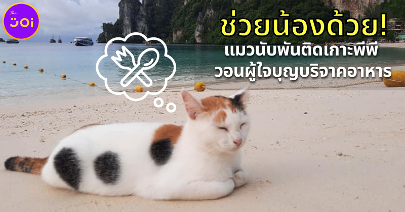 แมวติดเกาะพีพี