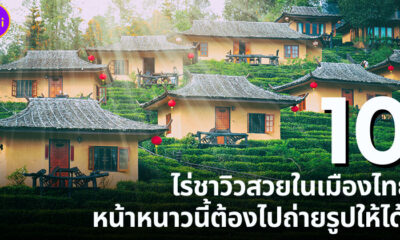 10 ไร่ชาวิวสวยในเมืองไทยหน้าหนาวนี้ต้องไปถ่ายรูปให้ได้