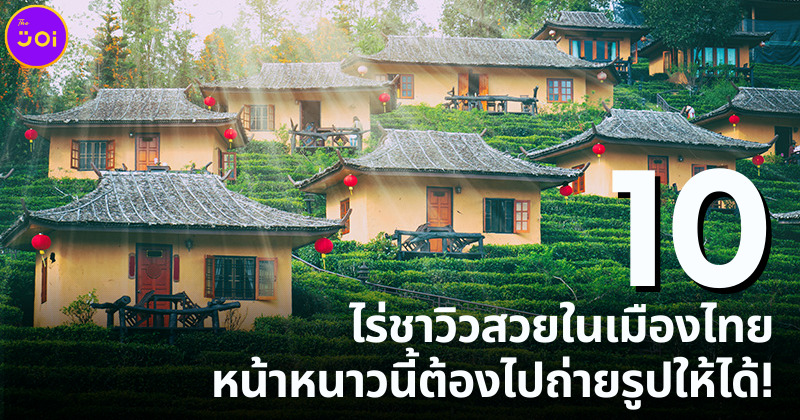 10 ไร่ชาวิวสวยในเมืองไทยหน้าหนาวนี้ต้องไปถ่ายรูปให้ได้