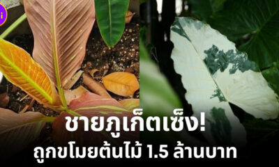 ขโมยต้นไม้