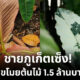 ขโมยต้นไม้