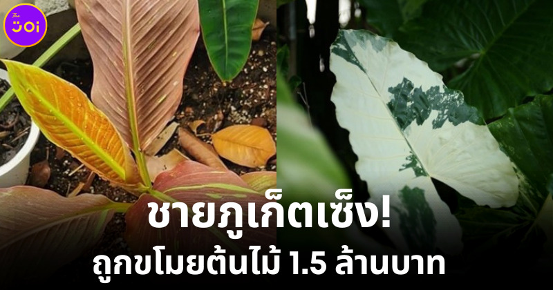 ขโมยต้นไม้