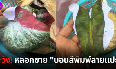ระวังหลอกขายบอนสี