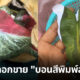 ระวังหลอกขายบอนสี