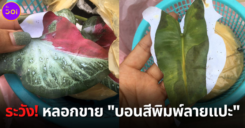 ระวังหลอกขายบอนสี