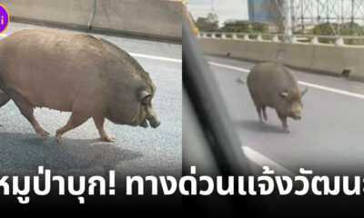 หมูป่าบุกทางด่วนแจ้งวัฒนะ