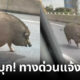 หมูป่าบุกทางด่วนแจ้งวัฒนะ
