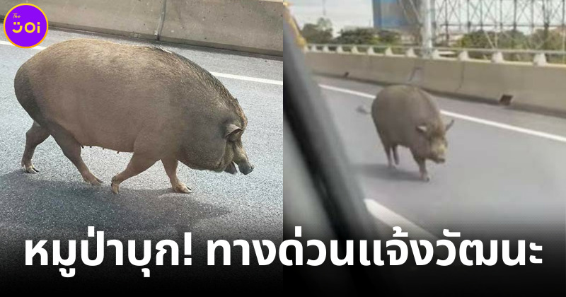 หมูป่าบุกทางด่วนแจ้งวัฒนะ