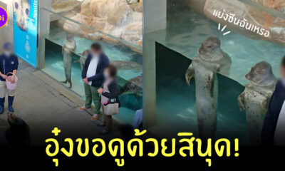 แมวน้ำดูโชว์สิงโตทะเล
