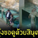 แมวน้ำดูโชว์สิงโตทะเล