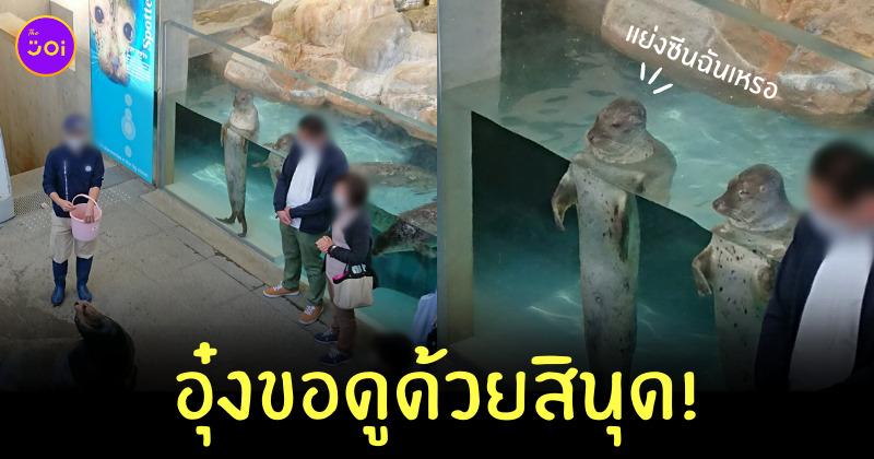 แมวน้ำดูโชว์สิงโตทะเล