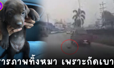 คนขับกระบะโยนหมาทิ้งเพราะกัดเบาะ