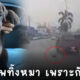 คนขับกระบะโยนหมาทิ้งเพราะกัดเบาะ