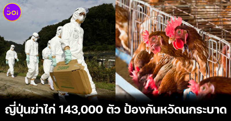 ญี่ปุ่นฆ่าไก่ 143,000 ตัว ป้องกันหวัดนกระบาด