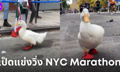 เป็ดนักวิ่งมาราธอน NYC Marathon
