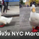 เป็ดนักวิ่งมาราธอน NYC Marathon