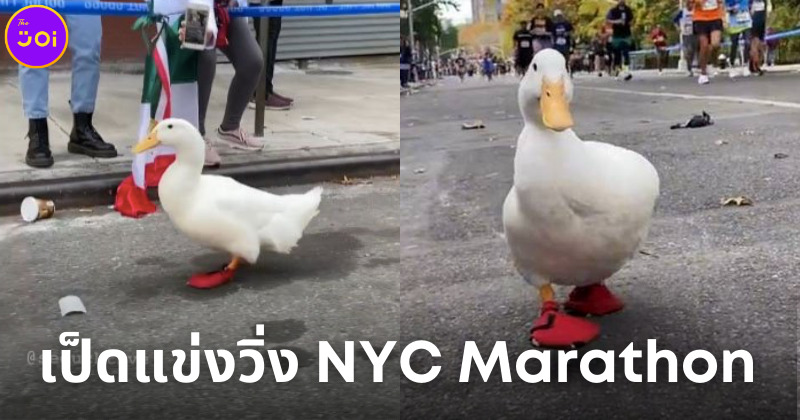 เป็ดนักวิ่งมาราธอน NYC Marathon