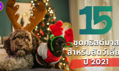 15 ชุดคริสต์มาสสำหรับสัตว์เลี้ยงที่น่ารักที่สุดในปี 2021