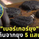 เบอร์เกอร์ยุง