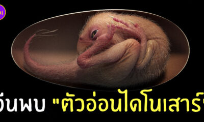 ฟอสซิลตัวอ่อนไดโนเสาร์