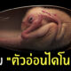 ฟอสซิลตัวอ่อนไดโนเสาร์