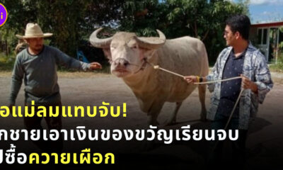 ลูกชายเอาเงินเกือบล้านไปซื้อควาย