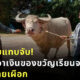 ลูกชายเอาเงินเกือบล้านไปซื้อควาย