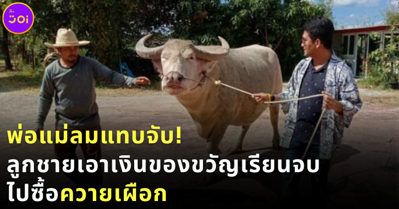 ลูกชายเอาเงินเกือบล้านไปซื้อควาย