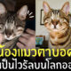 Fleem Template The Joi FBWebsite 2 3