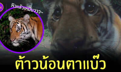 เสือโคร่ง ตาหวาน
