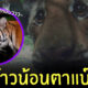 เสือโคร่ง ตาหวาน