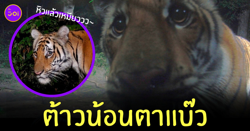 เสือโคร่ง ตาหวาน