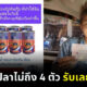ปลากระป๋องแจกเงิน