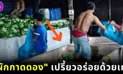 ผักกาดดองอร่อยด้วยเท้าเหยียบ
