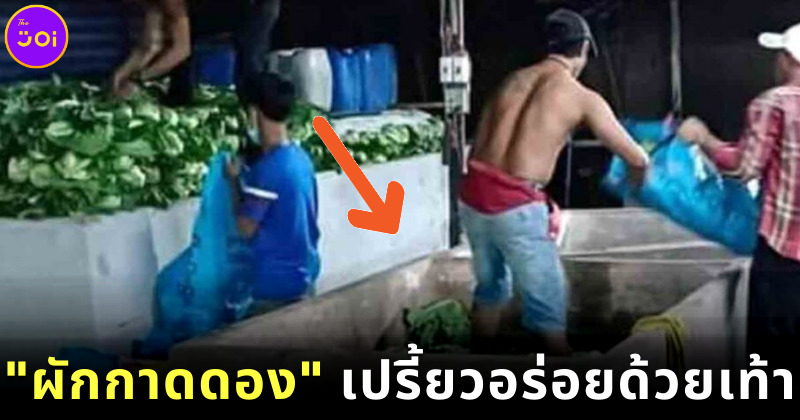 ผักกาดดองอร่อยด้วยเท้าเหยียบ