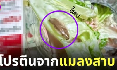 สลัดมีโปรตีนจากแมลงสาบ