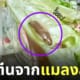 สลัดมีโปรตีนจากแมลงสาบ