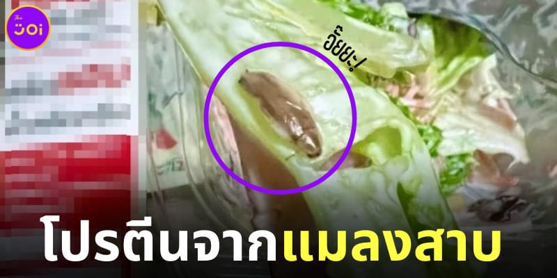 สลัดมีโปรตีนจากแมลงสาบ