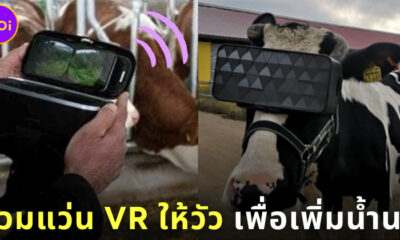 เจ้าของฟาร์มวัวสวมแว่น VR ให้วัว เพื่อช่วยเพิ่มน้ำนม