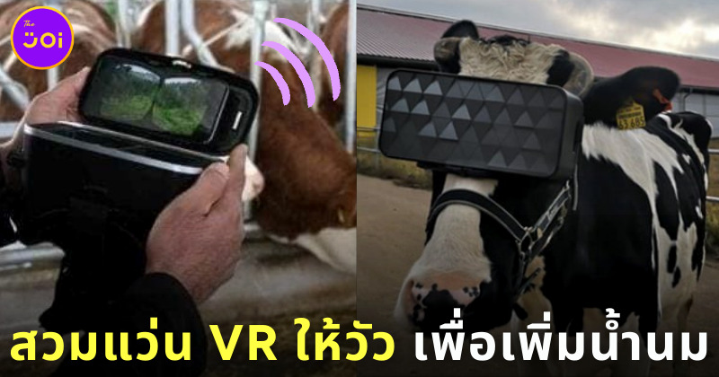 เจ้าของฟาร์มวัวสวมแว่น VR ให้วัว เพื่อช่วยเพิ่มน้ำนม
