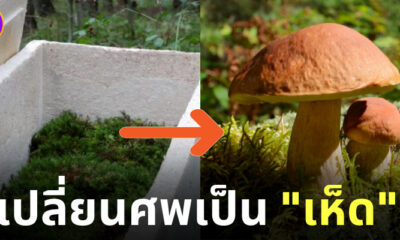 เปลี่ยนศพเป็นเห็ด