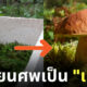 เปลี่ยนศพเป็นเห็ด