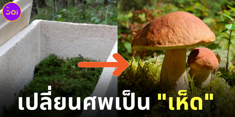เปลี่ยนศพเป็นเห็ด