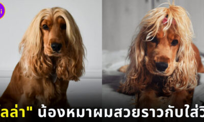 โลล่า น้องหมาผมสวยราวกับใส่วิก