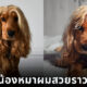 โลล่า น้องหมาผมสวยราวกับใส่วิก