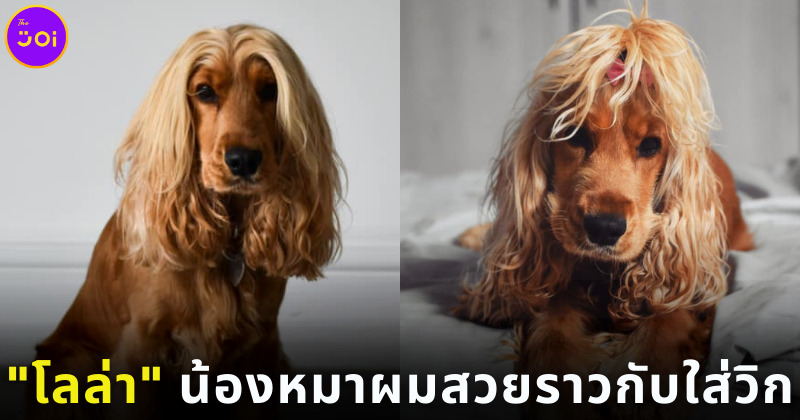 โลล่า น้องหมาผมสวยราวกับใส่วิก